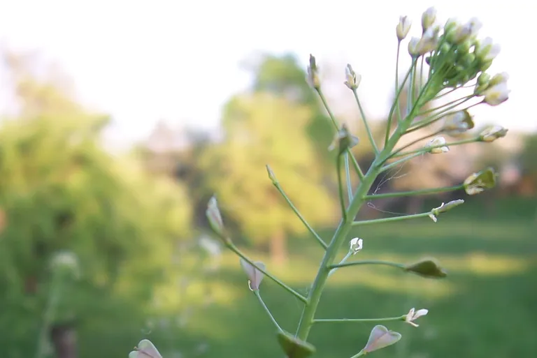 Hirtent&auml;schel: Das vergessene K&uuml;chenkraut