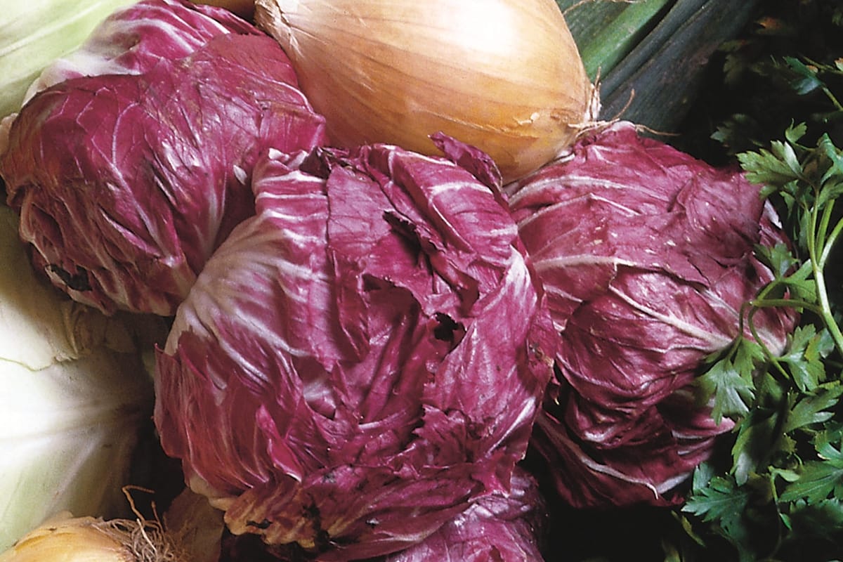 Radicchio del Veneto: Rosige Aussichten für den Salatteller - Die ...