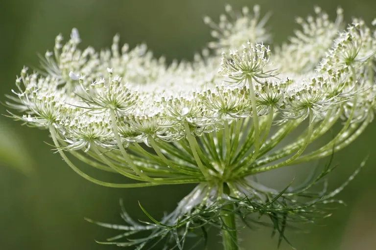 Die Wilde M&ouml;hre f&uuml;r den Imbiss