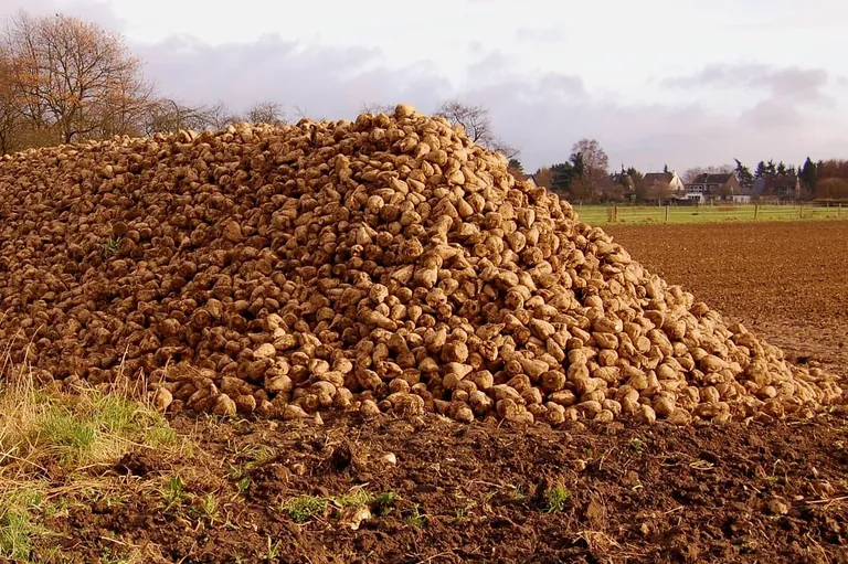 Allulose: Echter Zucker fast ohne Kalorien