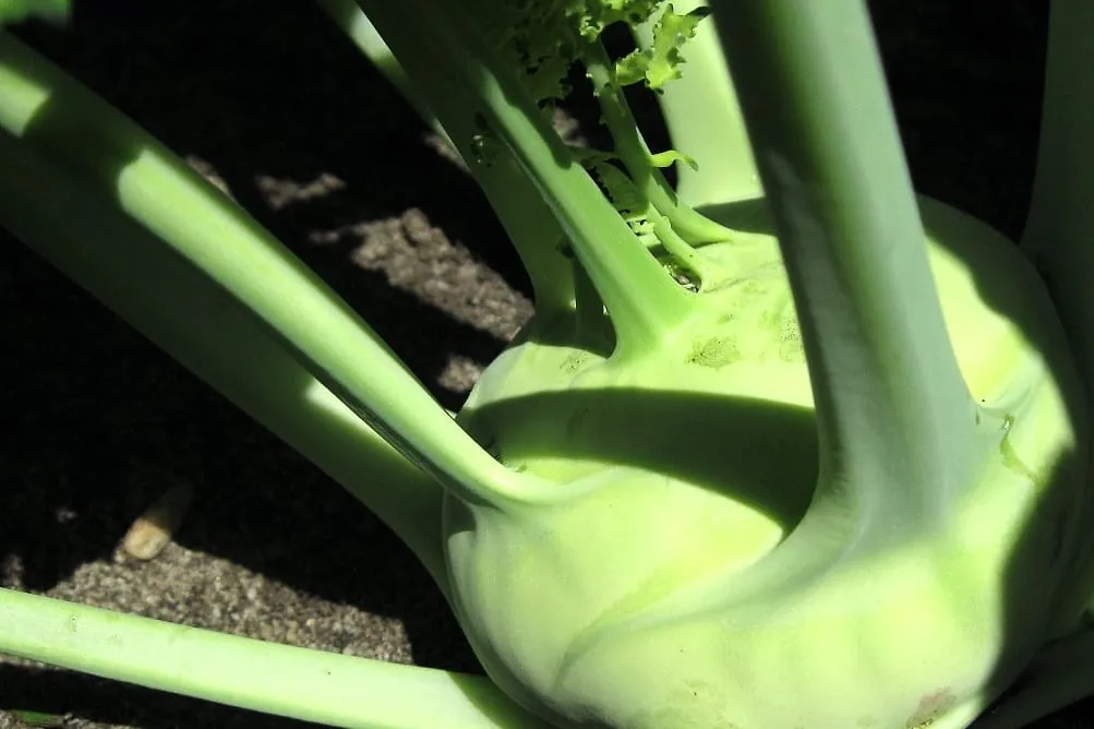 Kohlrabi – ein typisch deutsches Gemüse