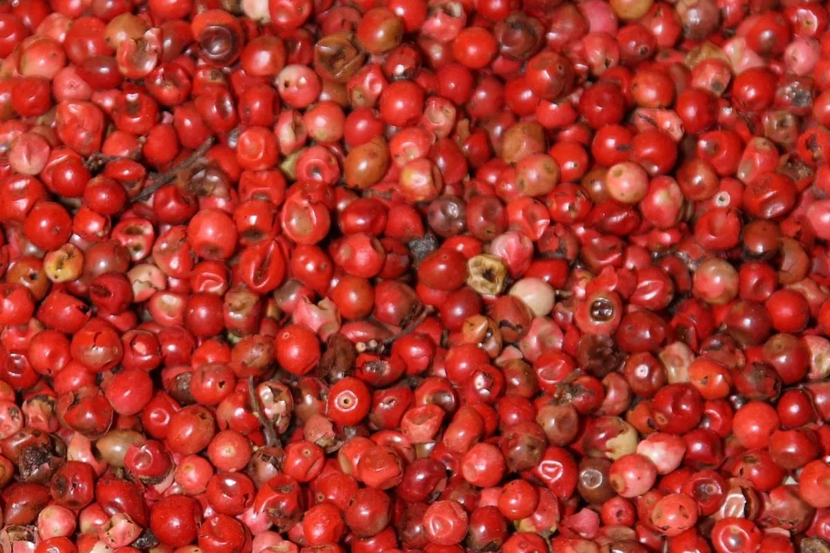 Cranberry: Die amerikanische Verwandte der Preiselbeere