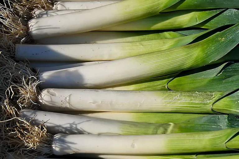 Lauch f&uuml;r die Winterk&uuml;che