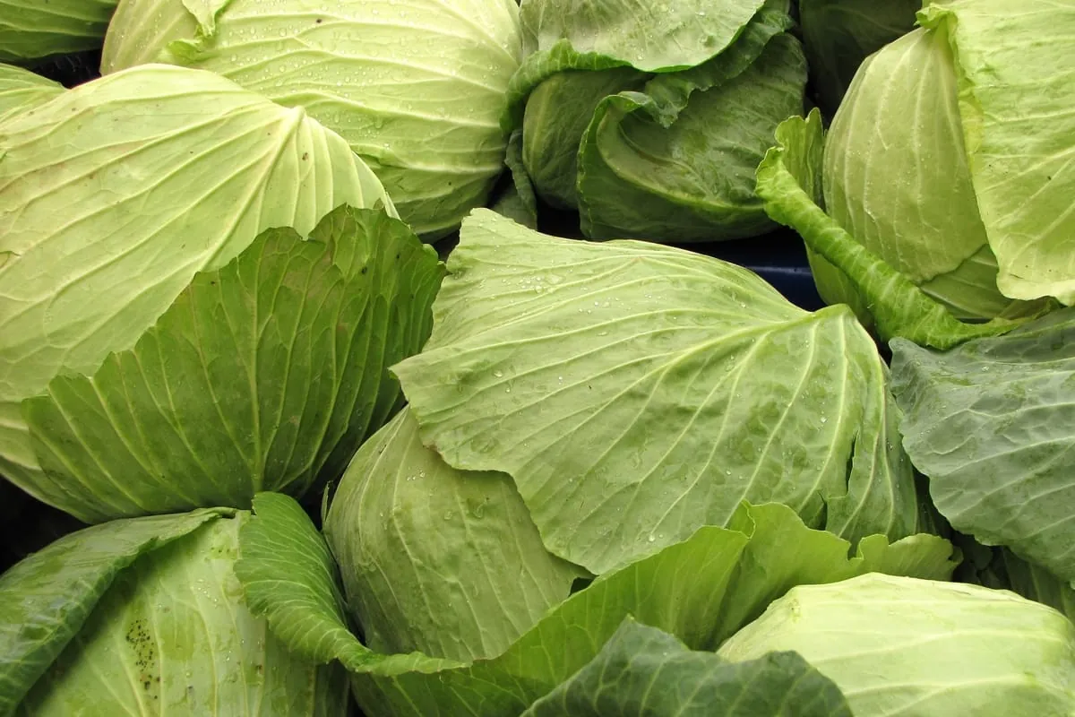 Weißkohl für die Winterküche