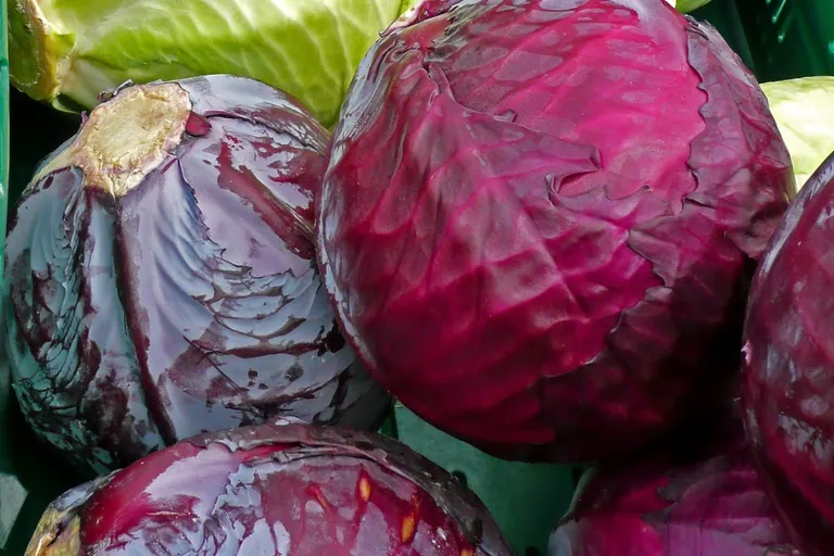 Rotkohl bringt Farbe auf den Teller