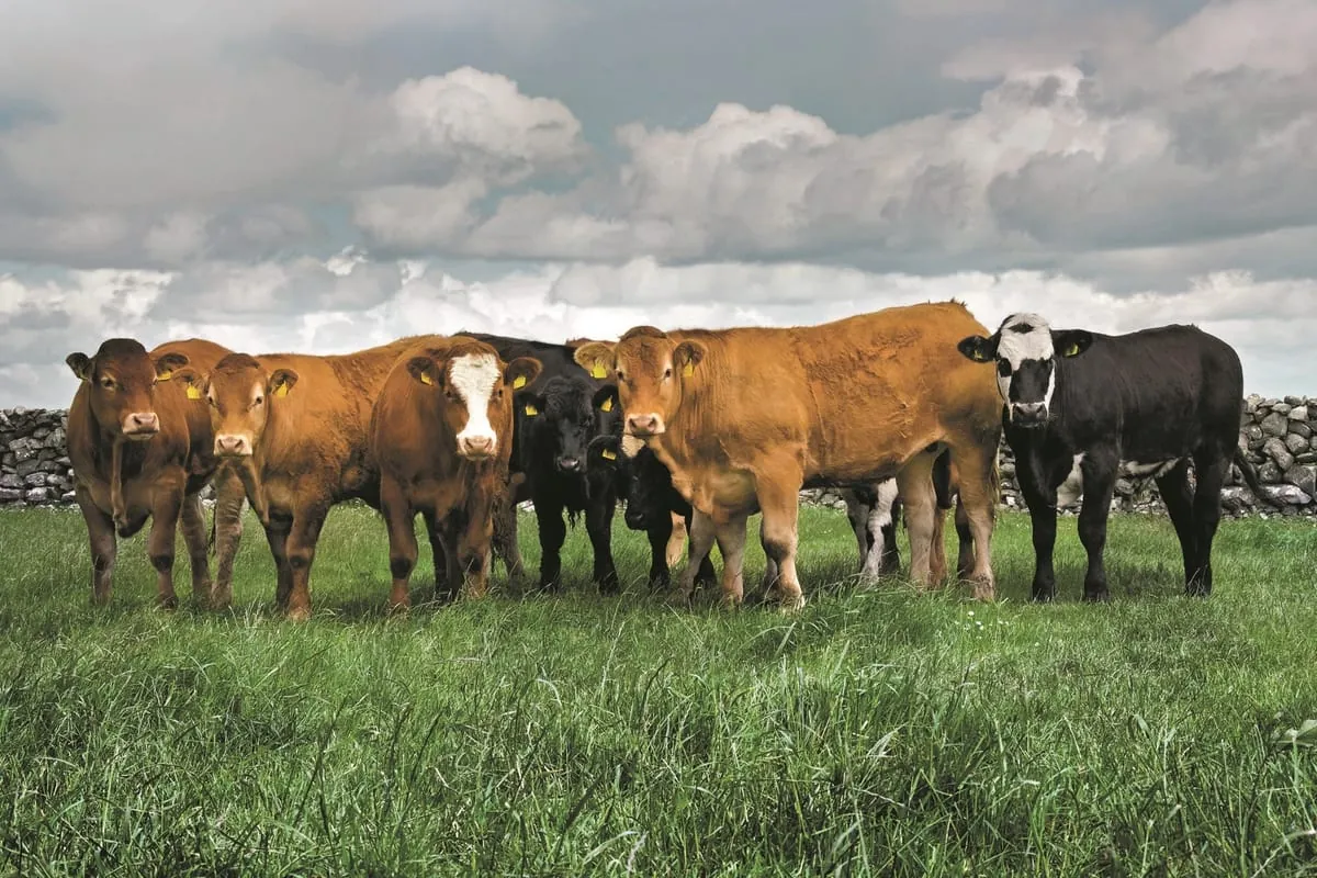 Stabile Exportwerte irischer Lebensmittel