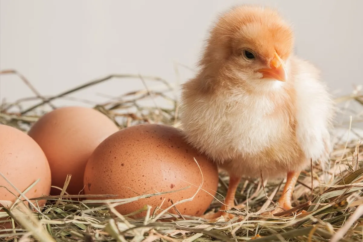 Bruderhahn – Eier ohne Kükentöten