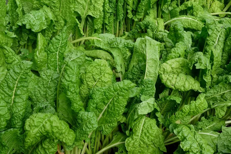 Mangold: W&uuml;rziges Blattgem&uuml;se