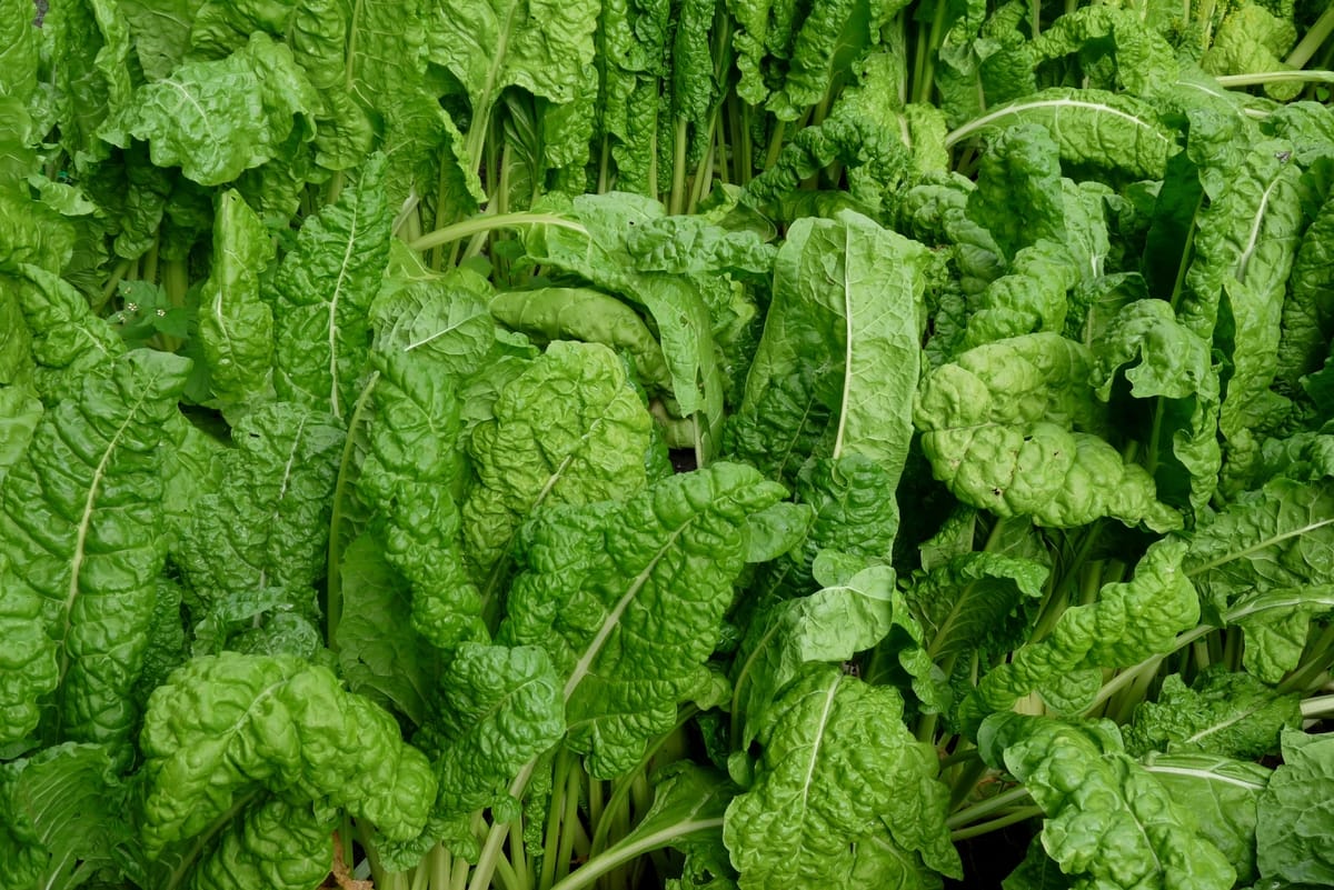 Mangold: Würziges Blattgemüse - Die Fleischerei