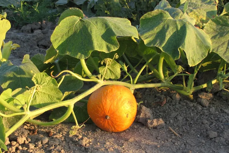 K&uuml;rbisbl&auml;tter: Unbekannte Eiwei&szlig;quelle