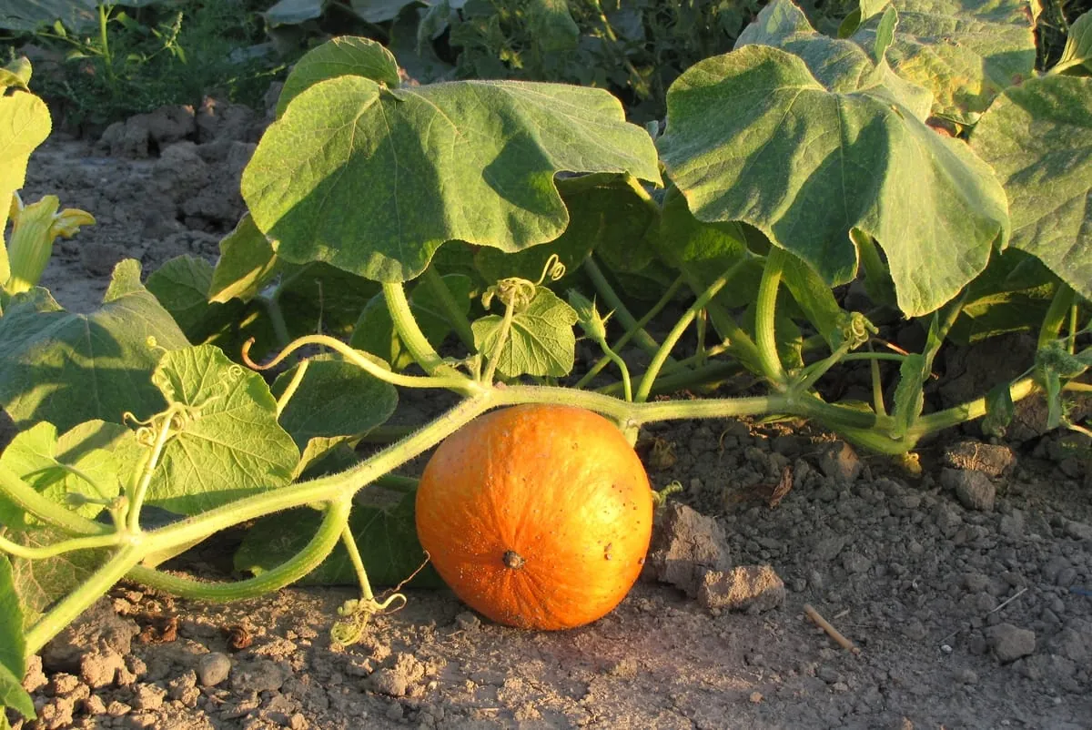 Kürbisblätter: Unbekannte Eiweißquelle