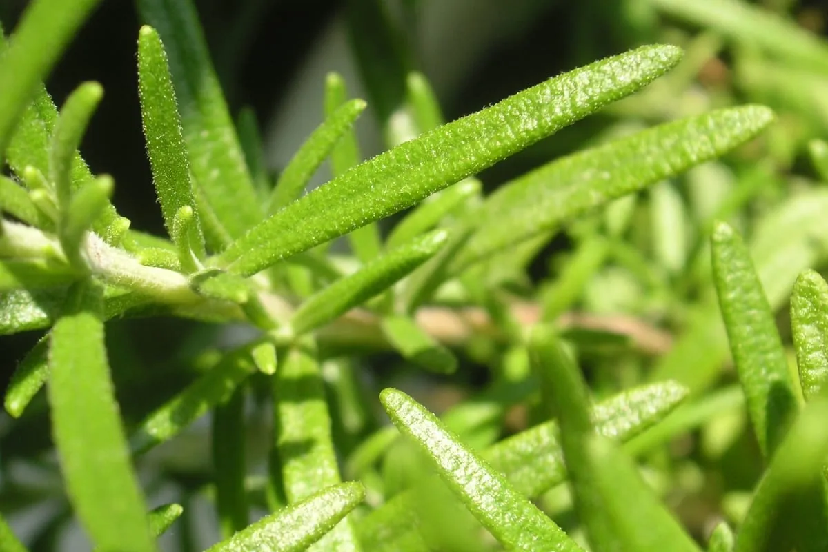 Rosmarin: herb-würziges Aroma