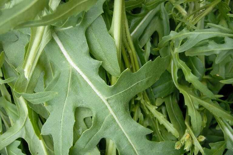 Rauke oder Rucola