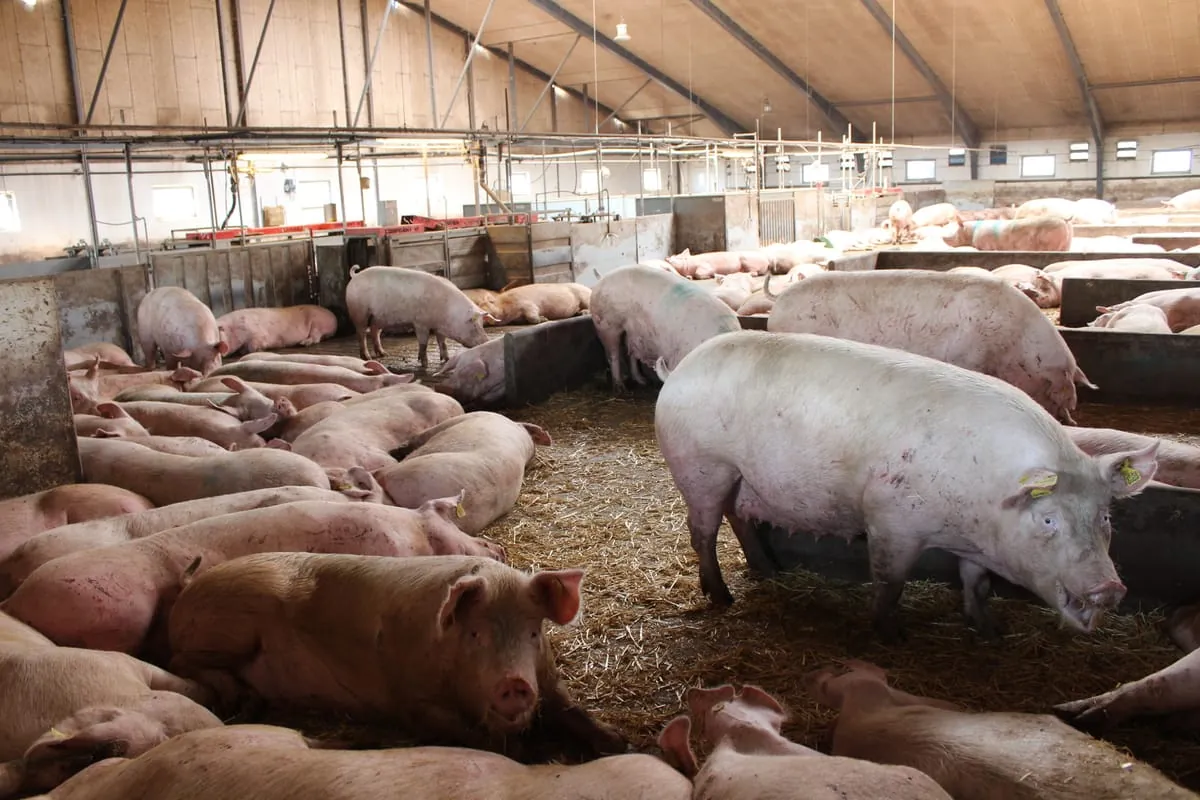 Ställe für mehr Tierwohl