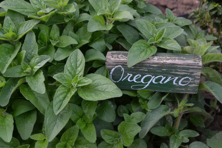 Oregano: W&uuml;rzig und leicht pfeffrig