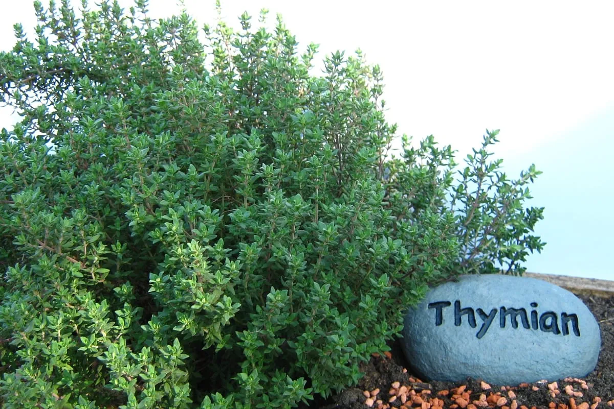 Thymian macht Deftiges bekömmlich