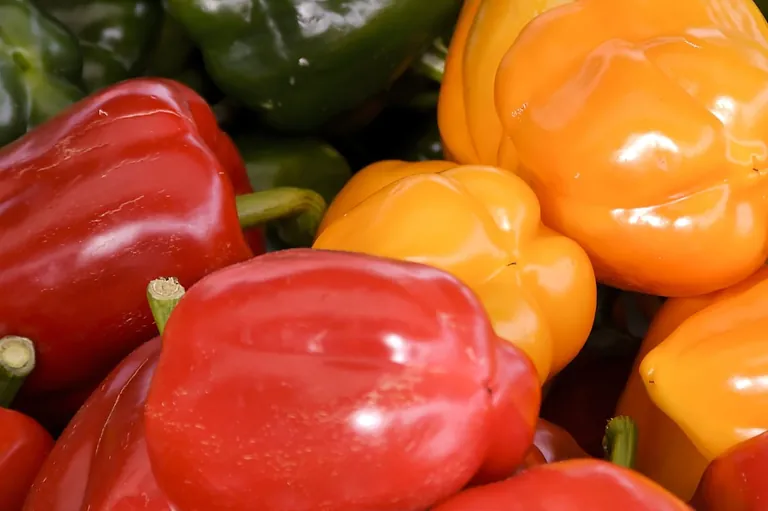 Gemüsepaprika: Reife Früchte sind besonders aromatisch
