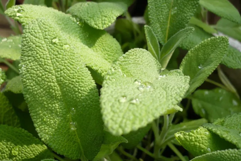 Salbei: K&uuml;chenkraut mit intensivem Aroma