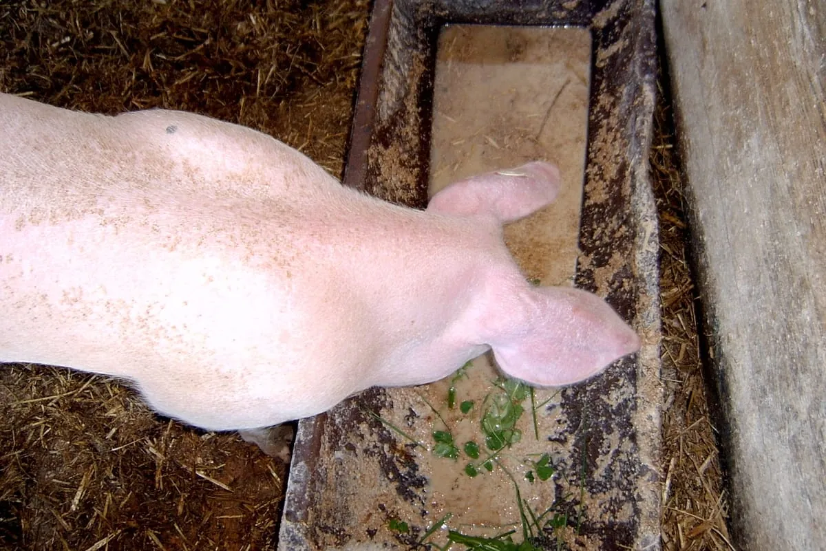 Rückstände von Pflanzenschutzmitteln in Lebensmitteln