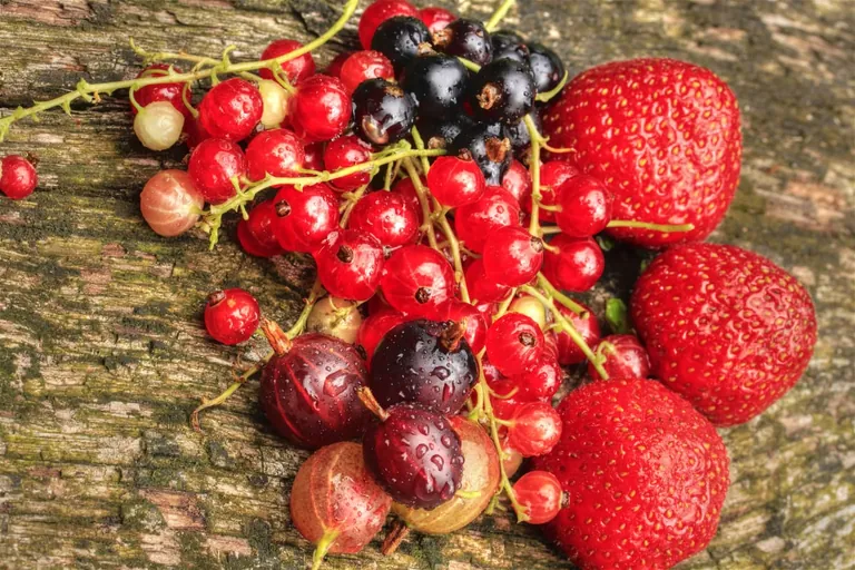 Superfood &ndash; mehr Schein als Sein