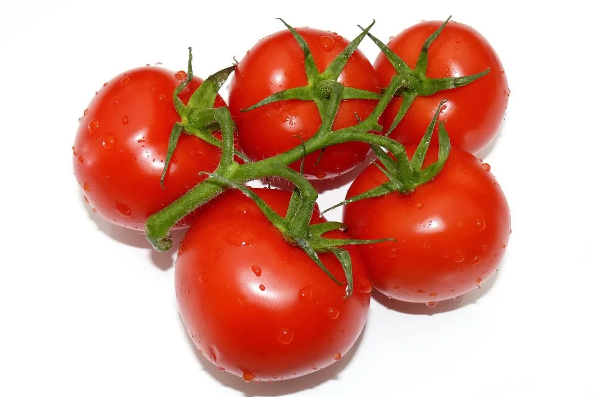 Vielfalt Tomate: Der Deutschen liebstes Gemüse