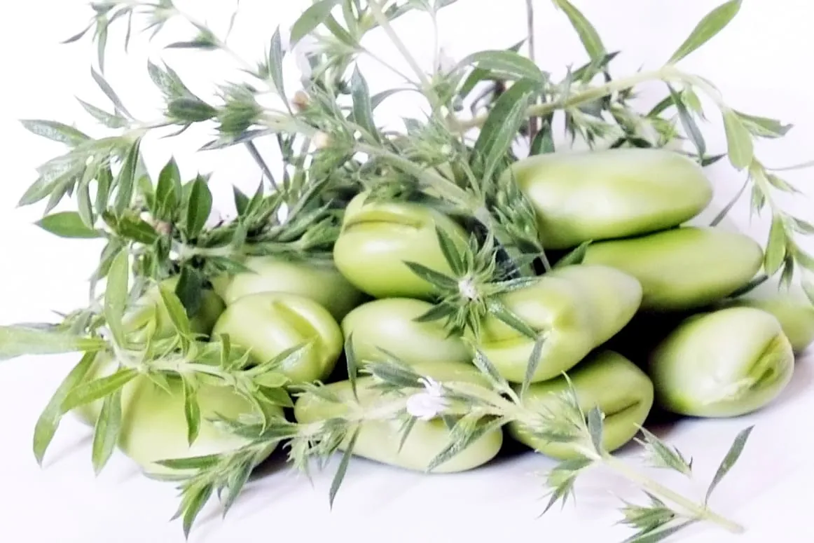 Dicke Bohnen: Altes Gemüse modern zubereiten