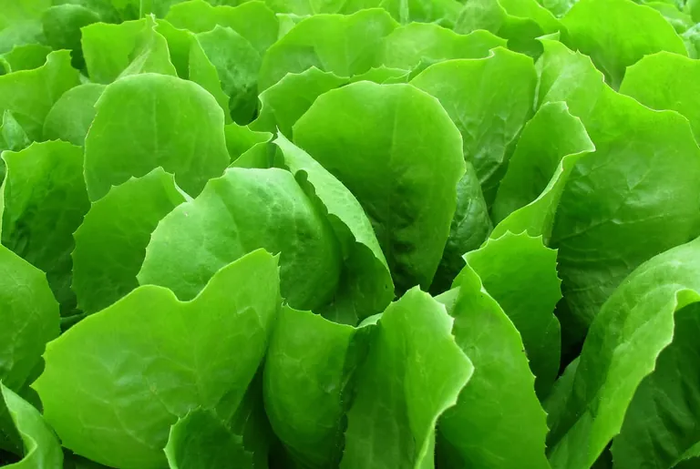 Endivie schmeckt auch warm