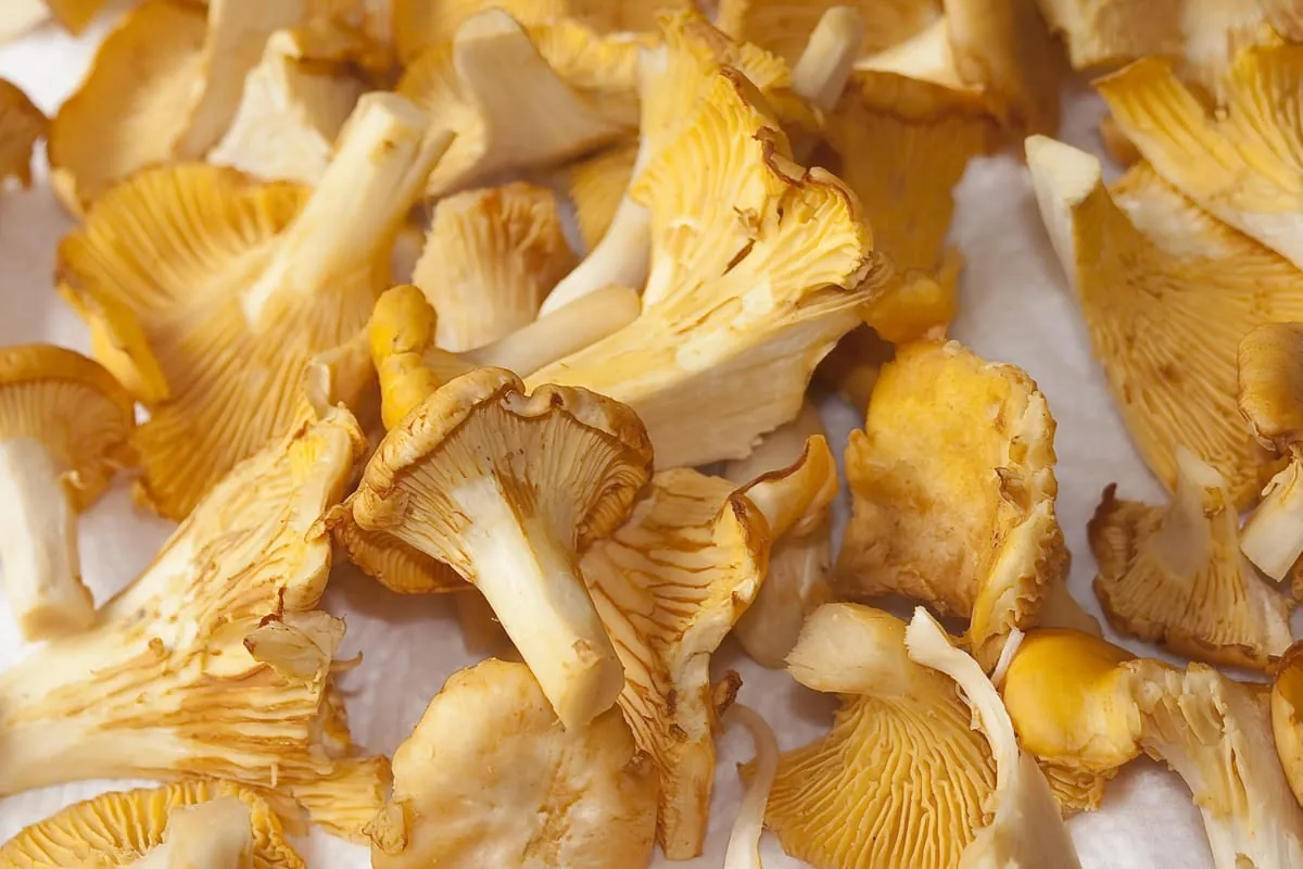 Pfifferlinge: „Gold des Waldes“