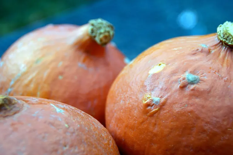 Kürbisse – die Herbstboten sind da