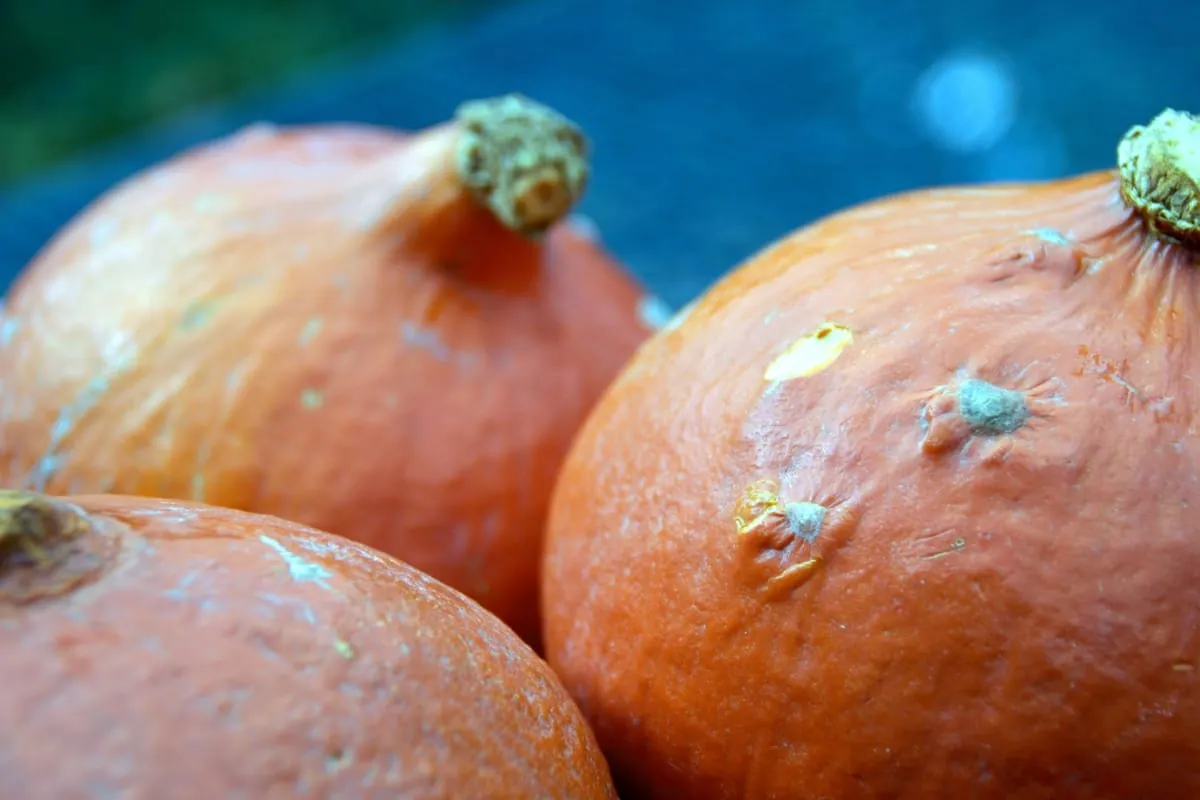 Kürbisse – die Herbstboten sind da