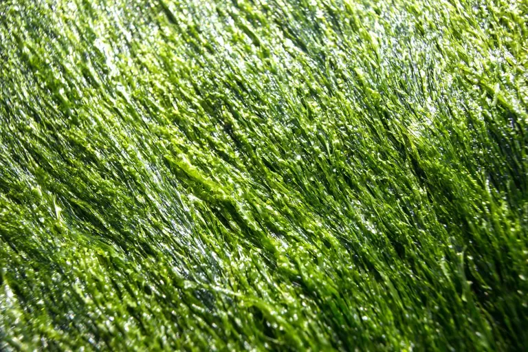 Verpackung aus Tomaten, Algen und Co.