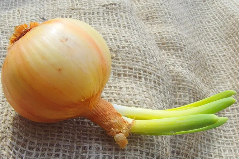 Heimische Sommerzwiebeln