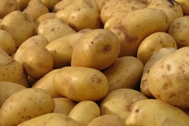 Kartoffeln: Deutschlands Nr. 1