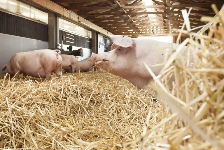 K&uuml;nstliche Intelligenz f&uuml;r mehr Tierwohl im Stall