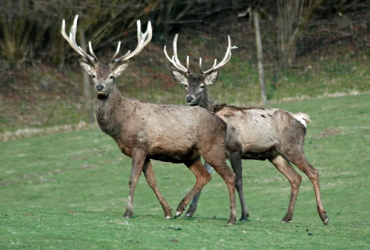 SÜFFA 2020: Wildbret ist ein Trendthema