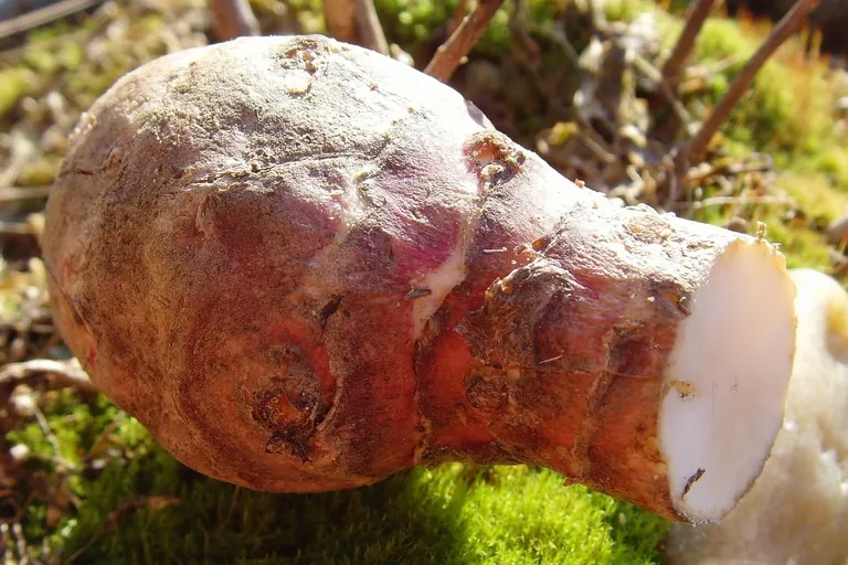 Yacon – ein weiteres Superfood?