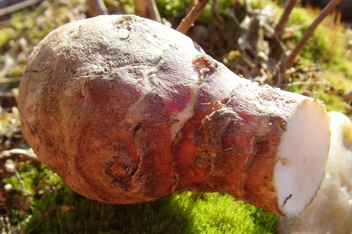 Yacon – ein weiteres Superfood?