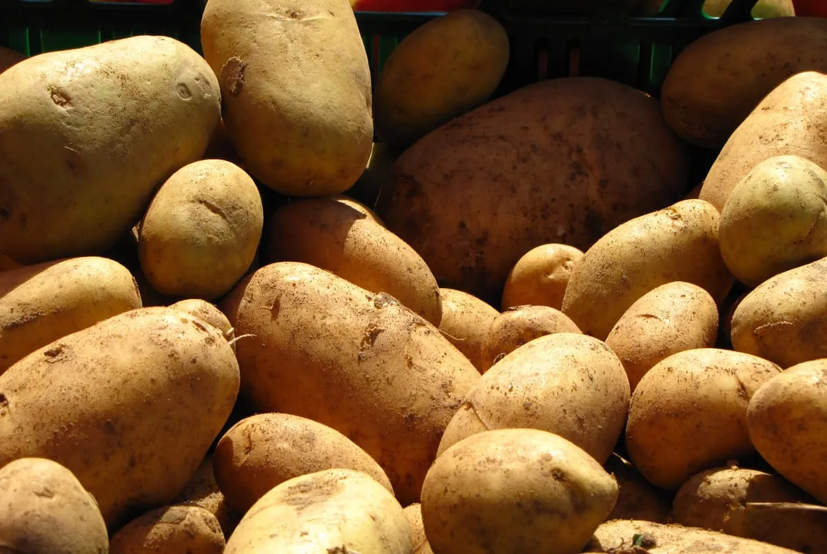 Kartoffeln: Die Vielfalt entdecken