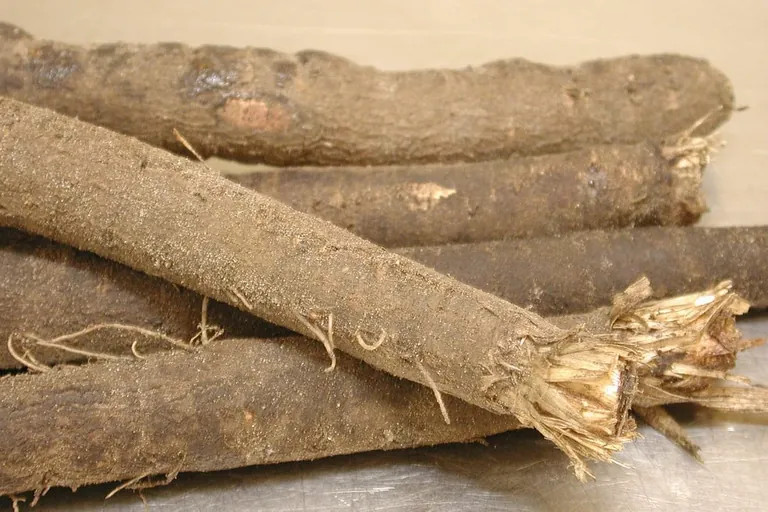 Schwarzwurzeln – gehaltvoller „Winterspargel“