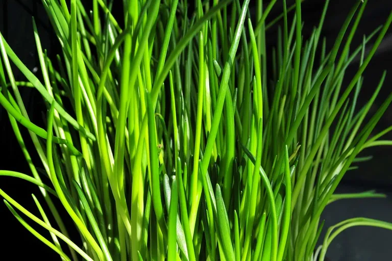 Mönchsbart: Frühlingsbote vom Mittelmeer