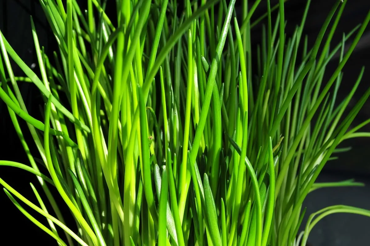 Mönchsbart: Frühlingsbote vom Mittelmeer