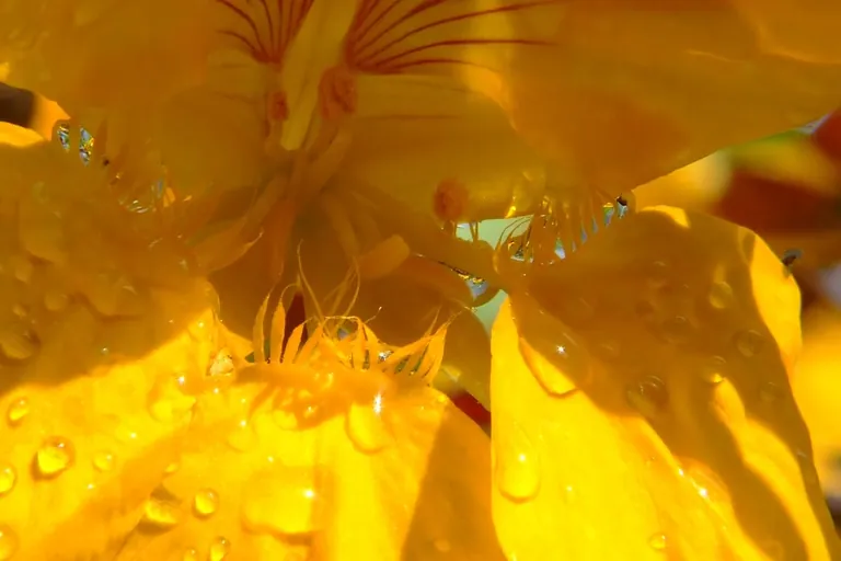 Barbarakraut: Bl&auml;tter, Knospen und Bl&uuml;ten f&uuml;r die K&uuml;che