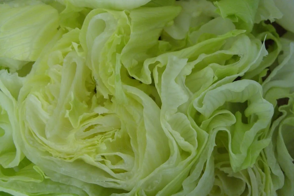 Salat – immer frisch auf den Tisch