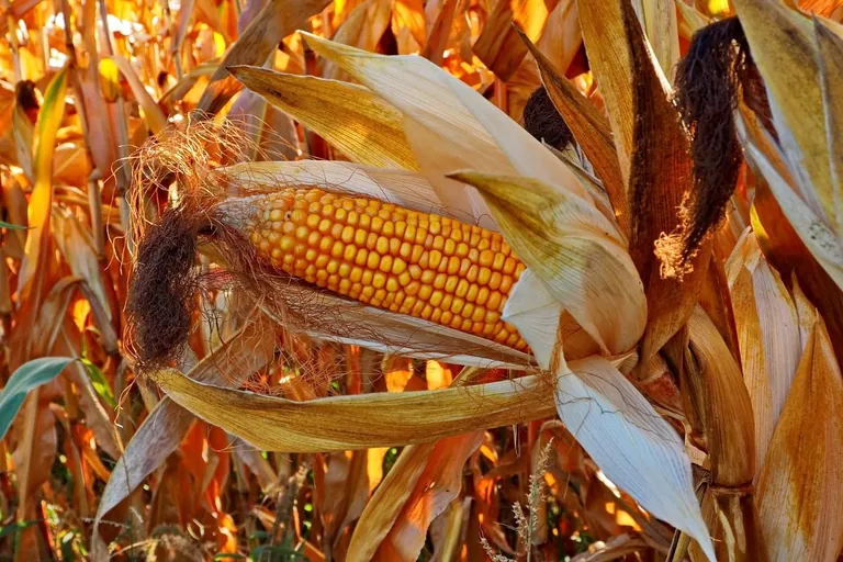 Regionale Versorgung mit Nahrungsmitteln