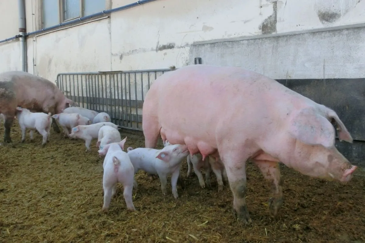 Leicoma-Schwein vor dem Aussterben gerettet