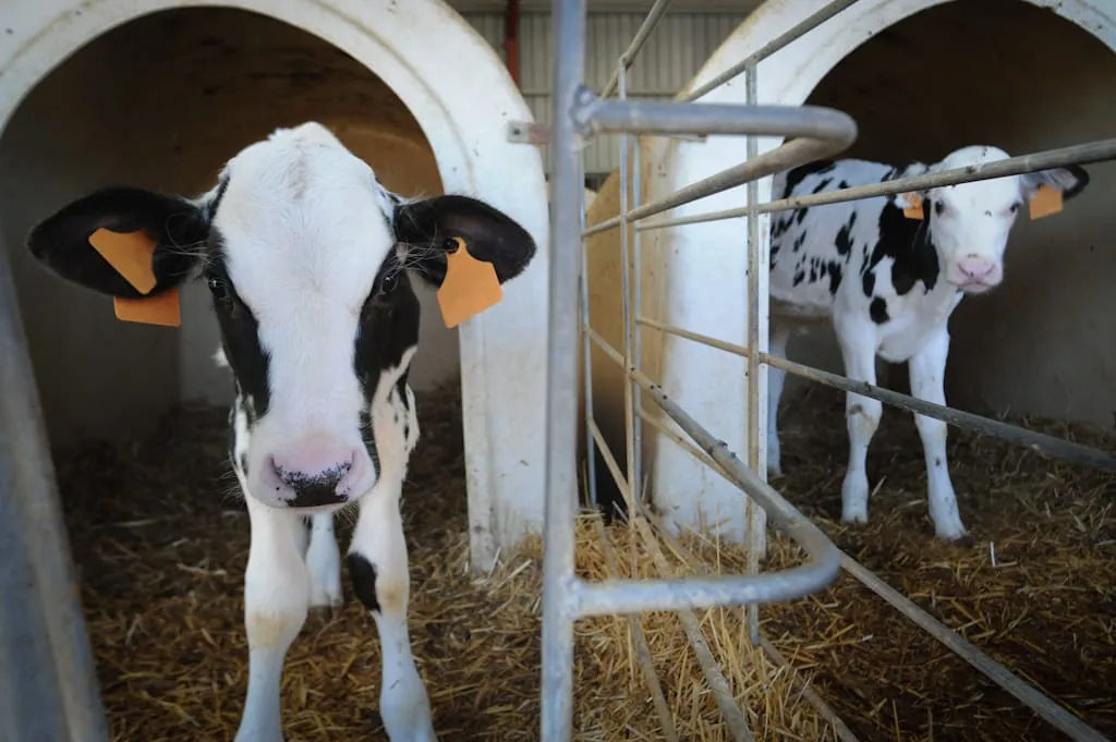 Mastrinder neu im Tierschutzlabel „Für Mehr Tierschutz“