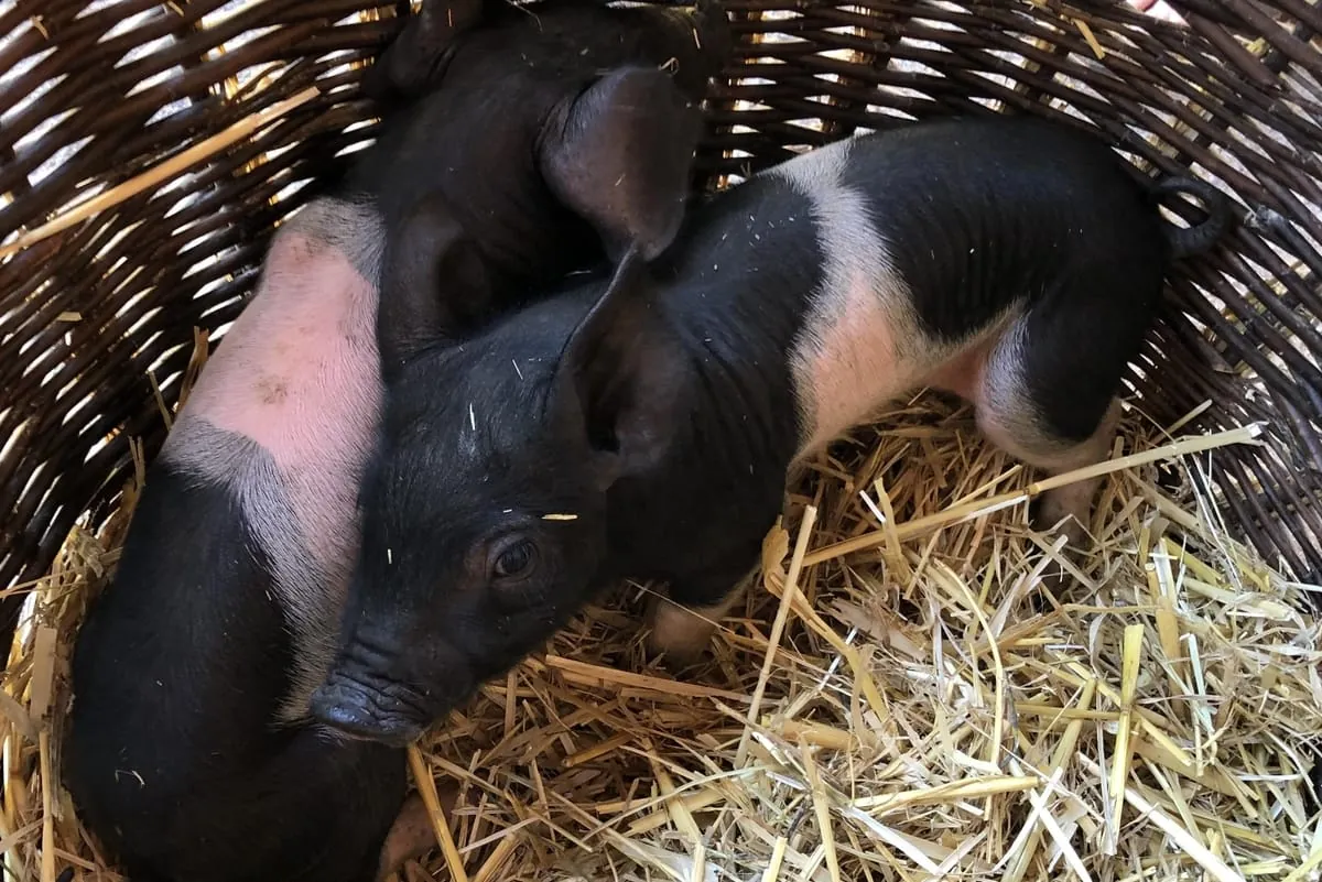 Bioschweine: Ortstermin auf dem Demeter-Hof Lober 2