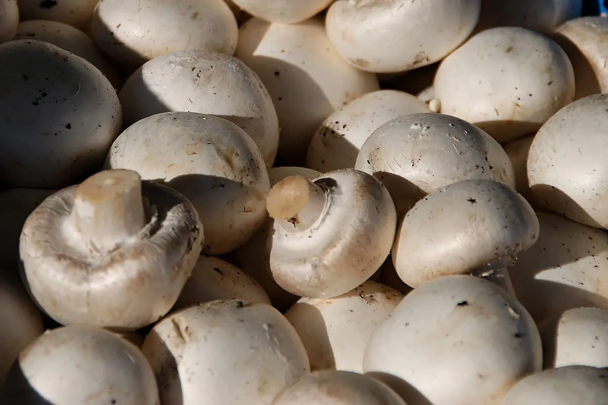 Speisepilze: Champignons klare Spitzenreiter