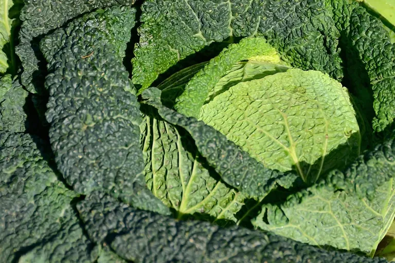 Sommerwirsing für Salate und feines Gemüse