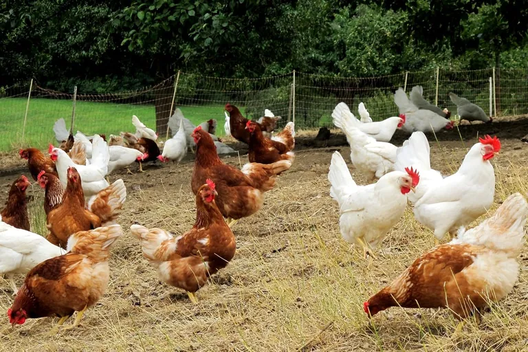 Kommunikationskampagne f&uuml;r Gefl&uuml;gelfleisch aus der EU